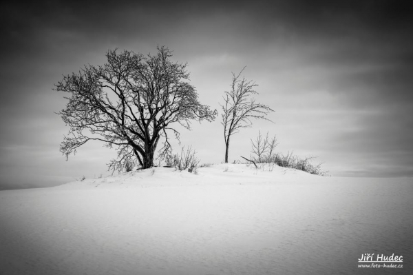 Zmrzlý strom